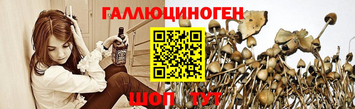 Киржач  Галлюциногенные грибы MAGIC MUSHROOMS  Вход с VPN 